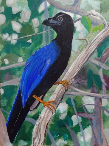 Yucatan Jay